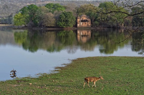 Spotted deer grazing near ruined pavilions