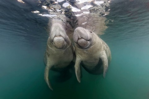 Pair of West Indian manatees (Trichechus manatus) on the water surface