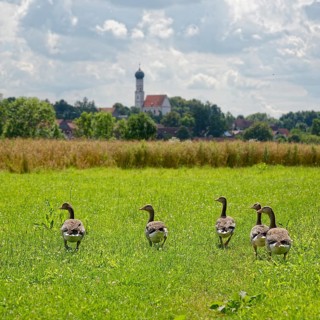 Greylag geese (Anser anser)