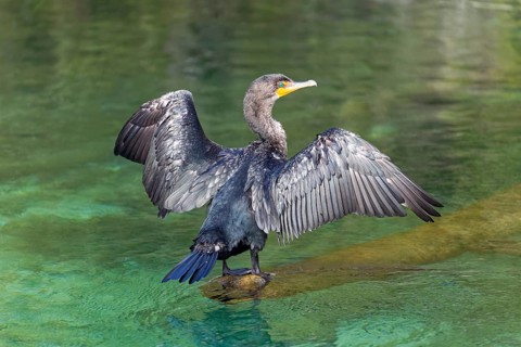 Double-crested cormorant (Phalacrocorax auritus)