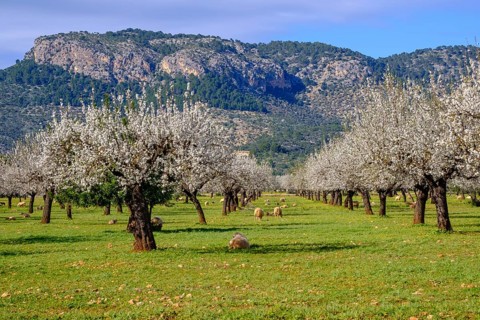 Almond blossom