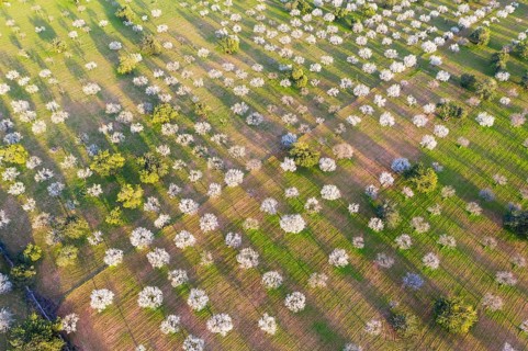 Almond blossom
