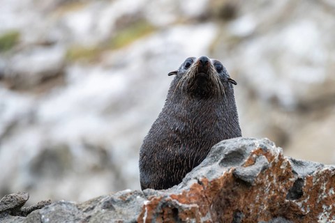 New Zealand fur seal (Arctocephalus forsteri) on rocks