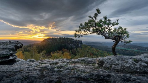 Small pine at the Papststein