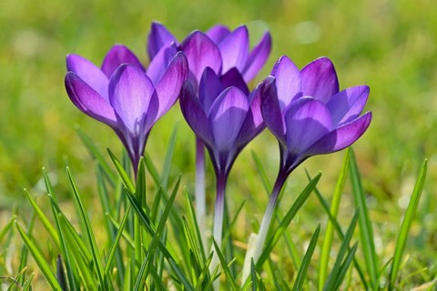 Crocuses (Crocus sp.)