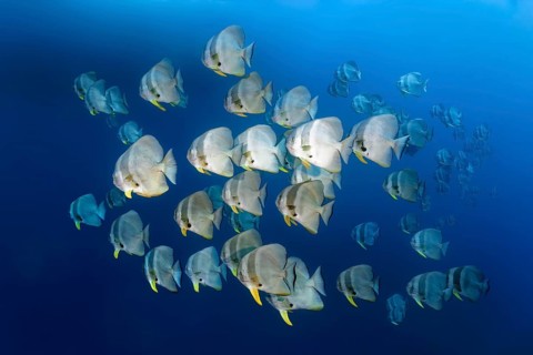 Swarm of Longfin Batfishes (Platax teira)