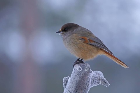 Siberian Jay (Perisoreus infaustus)