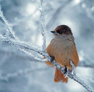 Siberian Jay (Perisoreus infaustus)