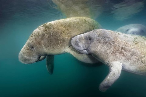 West Indian manatees (Trichechus manatus)