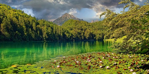 Idyllic Lake Alatsee with flowering water lily carpet