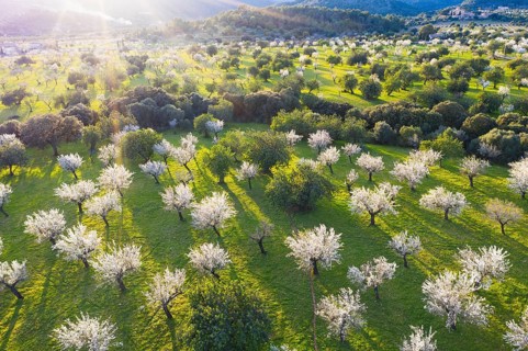 Almond blossom