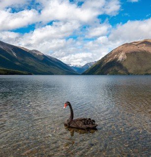 Black swan (Cygnus atratus) at Lake Rotoiti