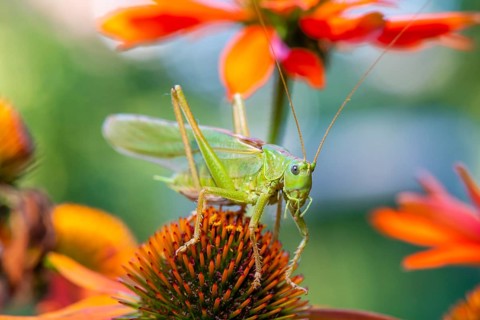 Locust