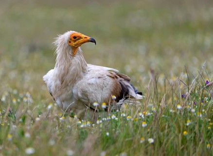 Egyptian Vulture (Neophron percnopterus) in a flower meadow