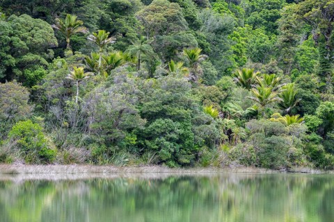 Subtropical rainforest