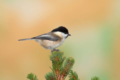 Willow tit (Parus montanus) sits on a spruce tip