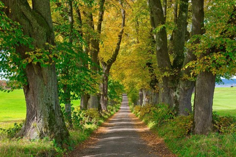 Kurfuerstenallee