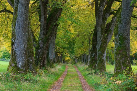 Kurfuerstenallee