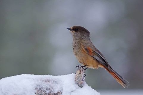 Siberian Jay (Perisoreus infaustus)