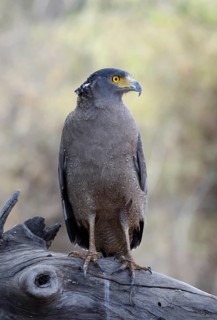 Crested Serpent Eagle (Spilornis cheela)