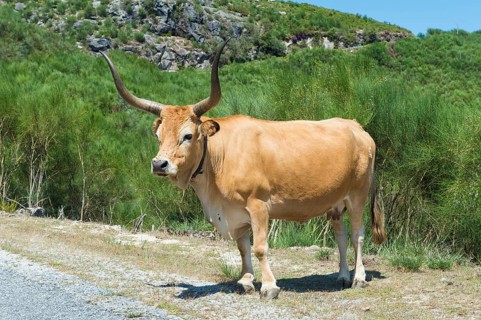 Cachena Cow