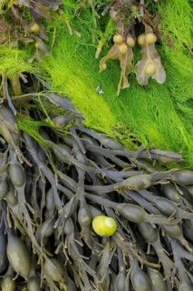 Bladder wrack (Fucus vesiculosus)