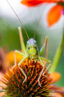 Locust