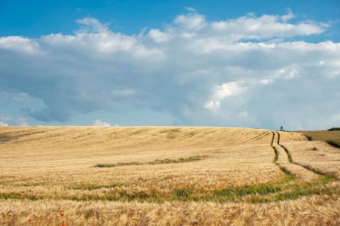 Landscape with cornfield