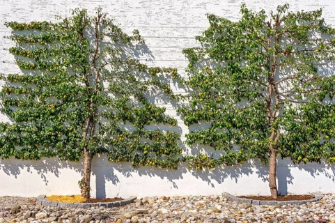 Pear treesan Pear (Pyrus communis)