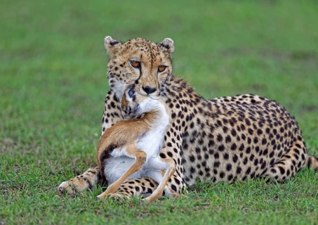 Female cheetah (Acinonyx jubatus) hunts a young Thomson's gazelle
