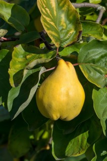 Pear Quince (Cydonia oblonga)