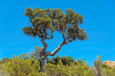 Cork oaks in the Massif de l'Esterel