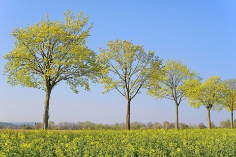 Maple (Acer)