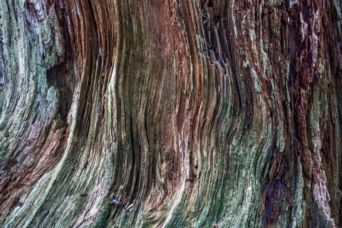 Dead and weathered tree stump