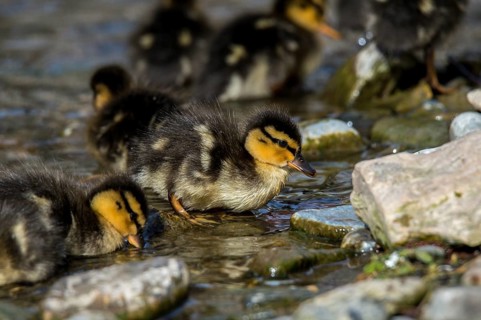 Mallards (Anas platyrhynchos)