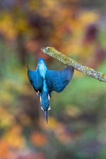 Common kingfisher (Alcedo atthis)