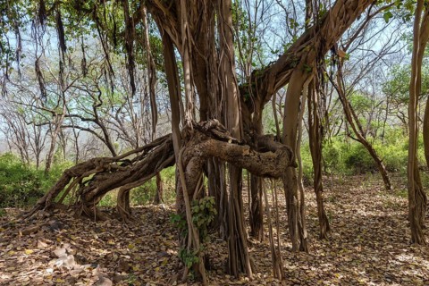 Banyan Tree