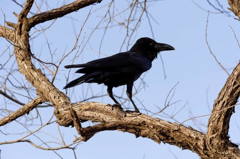 Large-billed Crow (Corvus macrorhynchos)