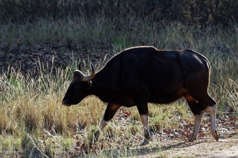 Gaur (Bos gaurus)