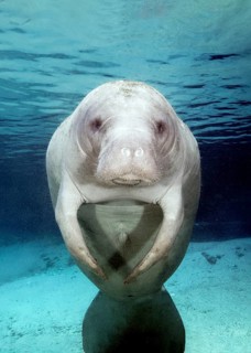 West Indian manatee (Trichechus manatus)