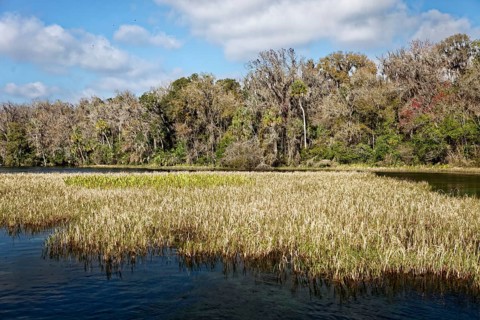 River landscape