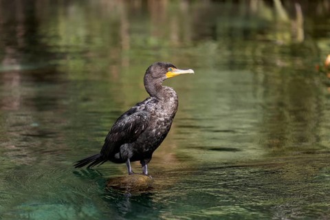 Double-crested cormorant (Phalacrocorax auritus)