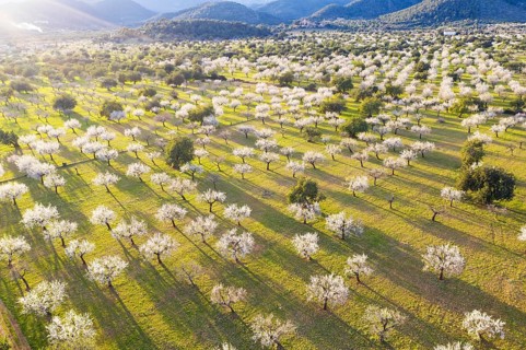 Almond blossom