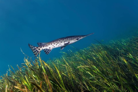 Florida Bone Pike (Lepisosteus platyrhincus)