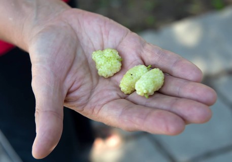 White mulberries on a hand