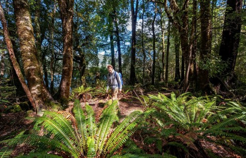 Hikers in the jungle with big ferns
