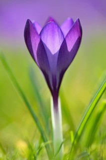 Crocus (Crocus sp.)