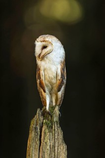 Common barn owl (Tyto alba)