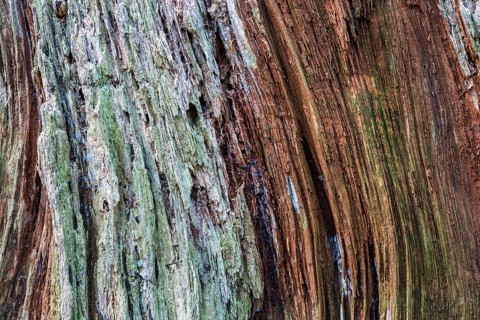 Dead and weathered tree stump