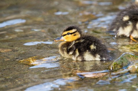 Mallard (Anas platyrhynchos)